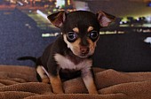 Extrémně krásná štěňata Chihuahua