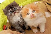 Kvalitní perská koťátka