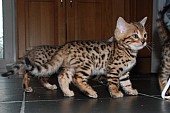 5 TICA krásných bengálských koťat s rodokmenem