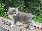 Sladká a milá japonská koťata bobtail tica