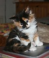 Tica Registrovaná Calico Kittens nyní k dispozici