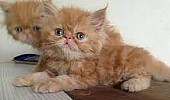 Kvalitní perská koťátka