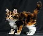 Tica Registrovaná Calico Kittens nyní k dispozici