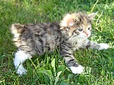 Sladká a milá japonská koťata bobtail tica