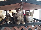 Krásná egyptská koťátka mau k adopci