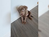 Prodej roztomilých Labradorský retrívr štěňata