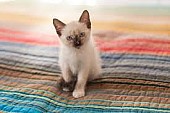 Rozkošná a sladká siamská koťátka