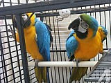 Krásní a pěkní Modro-zlatí papoušci Ara