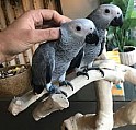 Papoušci afričtí šedí Kongo