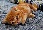 Kocourek - koťátko- britský červený mramorovaný s PP