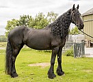 Krásné Fríské Koně K Adopci