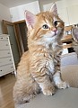 Dlouhosrsté sibiřské koťátko - kocourek