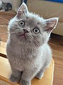 Britská koťátka kocourci v barvě lila s PP