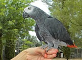 Upovídaný samec a samice DNA afrických šedých papoušků