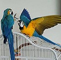 K dispozici jsou ručně chovaní modří a zlatí papoušci ara
