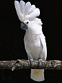 Dobře mluvící pár papoušků kakadu pro adopci DNA