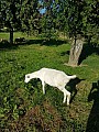 Bílá krátkosrstá koza
