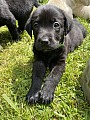 Labrador štěňátka