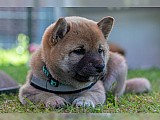 Shiba Inu - štěně