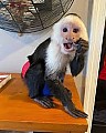 Kapucínské opice k dispozici