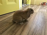 Daruji/Prodám zakrslého králíka - samici + klec