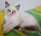 Britská kočka - kotě - KOCOUR