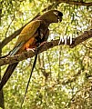 Papoušek patagonský - letošní mláďata