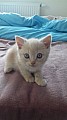Kotě - Britská krátkosrstá