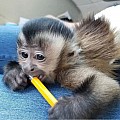 Sladká miminka opic kapucínských