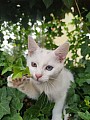 Bílé kotě s heterochromií