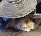 Zakrslý králiček
