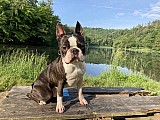 Bostonský teriér - chovný pes ke krytí
