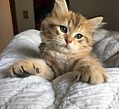 Prodám  krásná sibiřská koťátka