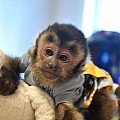Vynikající kapucínské opice