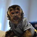 Marvelous Kapucínské opice na prodej