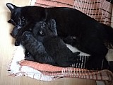 Darujeme koťata - černé kocourky