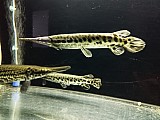 Kostlín skvrnitý,Lepisosteus oculatus , Alligator gar
