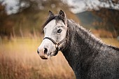 Valach welsh mountain pony