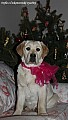 labradorský retrívr - vánoční štěňátka  s pp