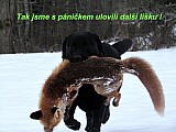 Labradorský retriever štěně s PP