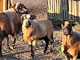 Prodám beránka ovce kamerunské (5,5 měsíce)