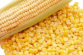 Krmná kukuřice