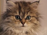 Perská koťata -