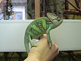 Chameleon jemenský-CHOVNÉ