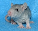 Potkaní miminka k odběru