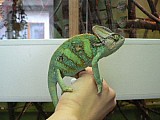 Chameleon jemenský - Ch. calyptratus -