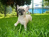 Čivava -  krátkosrstý  pes bez PP