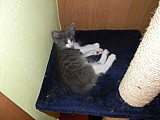 Turecká angora - koťátka s PP, ch.st.Dinar