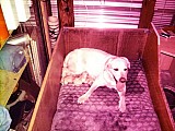 Labrador-pes s duší anděla