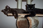 Britská koťátka modrá a černá s PP